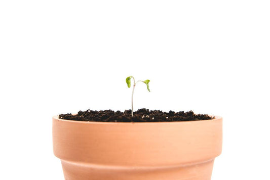 pot-with-a-single-sprout_925x_863c816c-e816-4195-85e7-19dd197f8003 - J.OC