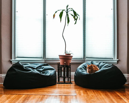 comfortable-living-room-cat_925x_24f0a0c9-b7d2-4081-a21b-09a2601f2adf - J.OC