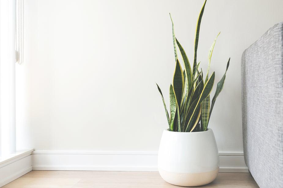 house-plant-in-white-pot_925x_e5dd28cd-895a-4053-a95a-b4ddf510dfc5 - J.OC