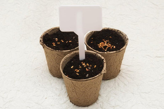 potted-seeds_925x_9c5ebc40-ed1a-4781-be61-61f7dedd5aec - J.OC