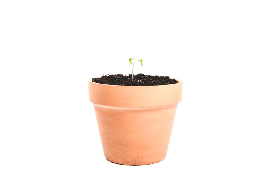 single-sprout-in-a-pot_925x_2d43ebc1-d77b-4bd9-8c15-4494b4d50354 - J.OC